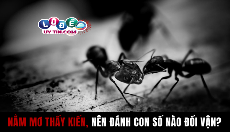 Chiêm bao mơ thấy kiến lửa có ý nghĩa gì