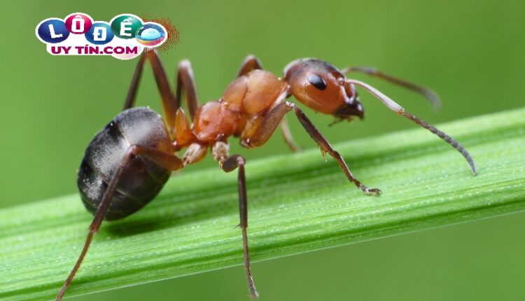 Chiêm bao mơ thấy kiến lửa có ý nghĩa gì 2