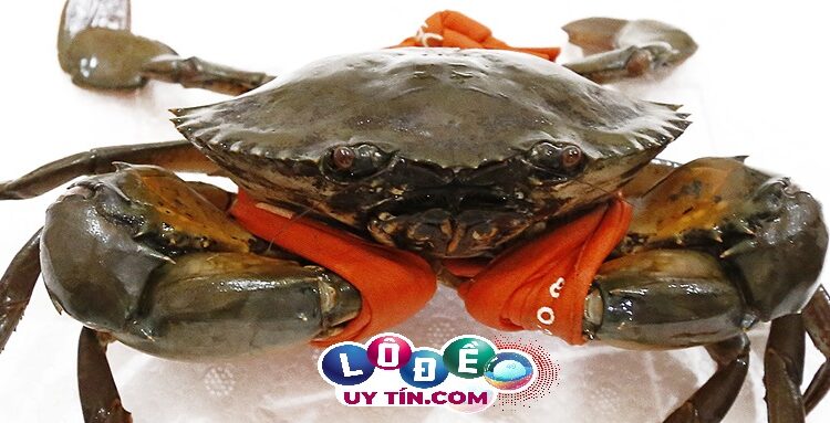 Nằm mơ thấy cua đánh con gì? Ý nghĩa chiêm bao thấy con cua 2