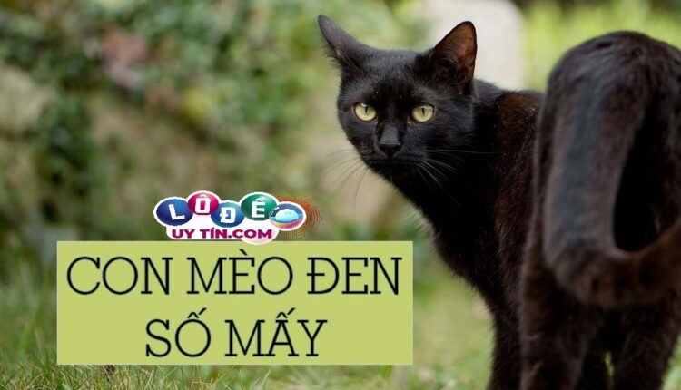 Nằm mơ thấy mèo đen đánh con gì 