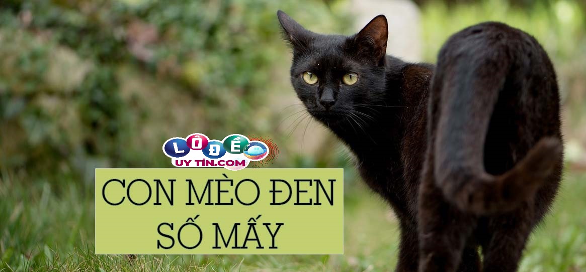 Nằm mơ thấy mèo đen đánh con gì? Là điềm báo tốt hay xấu