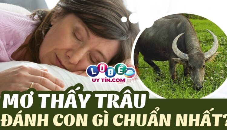 Mơ thấy trâu đánh số gì, là điềm lành hay dữ