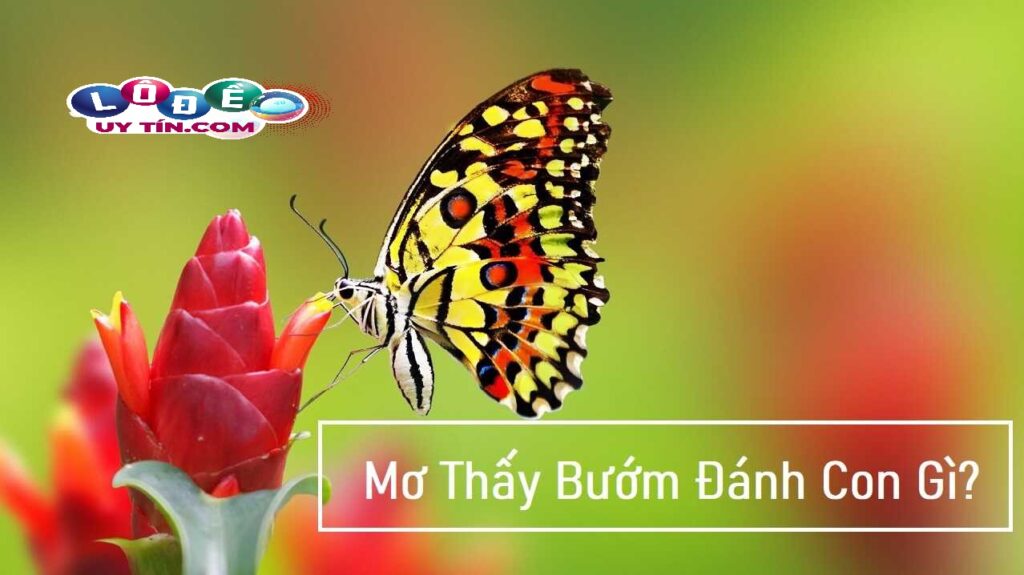 Mơ thấy bướm đánh con gì dễ trúng? Giải mã giấc mơ 1 Mơ thấy bướm đánh con gì dễ trúng? Giải mã giấc mơ