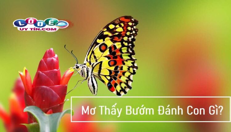 Mơ thấy bướm đánh con gì dễ trúng? Giải mã giấc mơ 2 Mơ thấy bướm đánh con gì dễ trúng? Giải mã giấc mơ