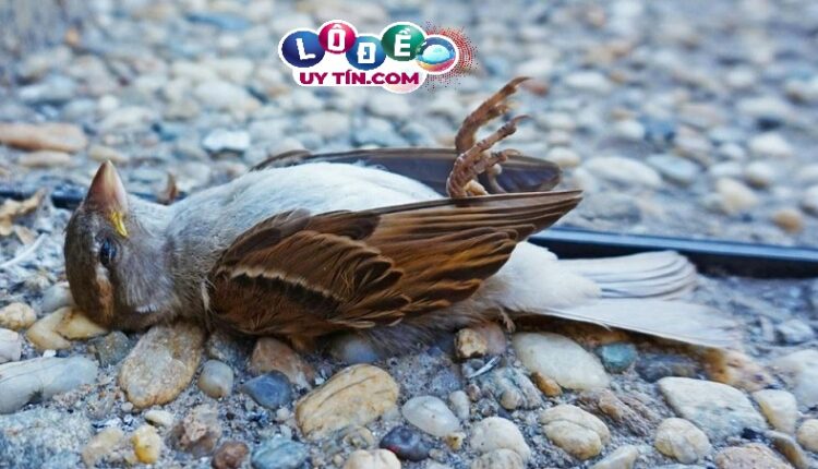 Mơ thấy chim chào mào là điềm báo gì? Nên đánh đề con gì 1