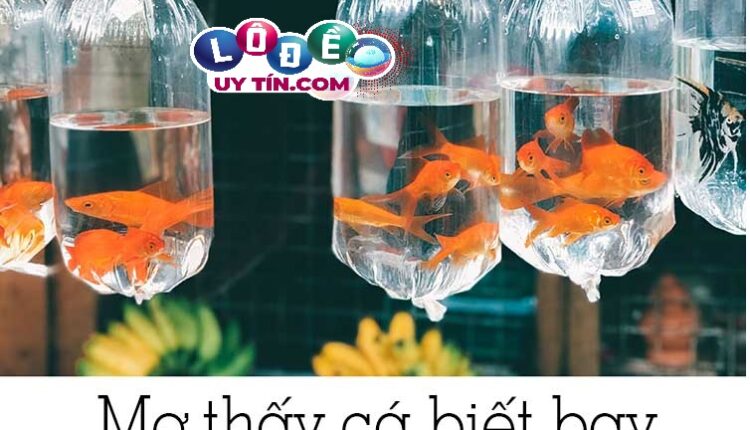 Nằm mơ thấy cá biết bay là tốt hay xấu, con số nào cho bạn?