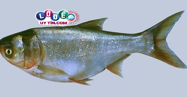 Mơ thấy cá mè đánh số mấy dễ trúng nhất, có ý nghĩa gì? 2 Mơ thấy cá mè đánh số mấy, có ý nghĩa gì