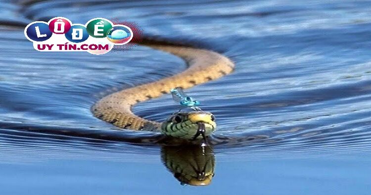Mơ thấy rắn là điềm báo tốt hay xấu, đánh con gì 1