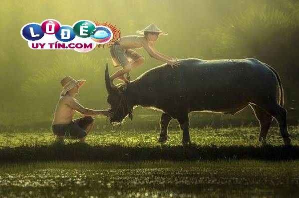 Mơ thấy trâu đánh số gì - điềm báo về con trâu trong giấc mơ