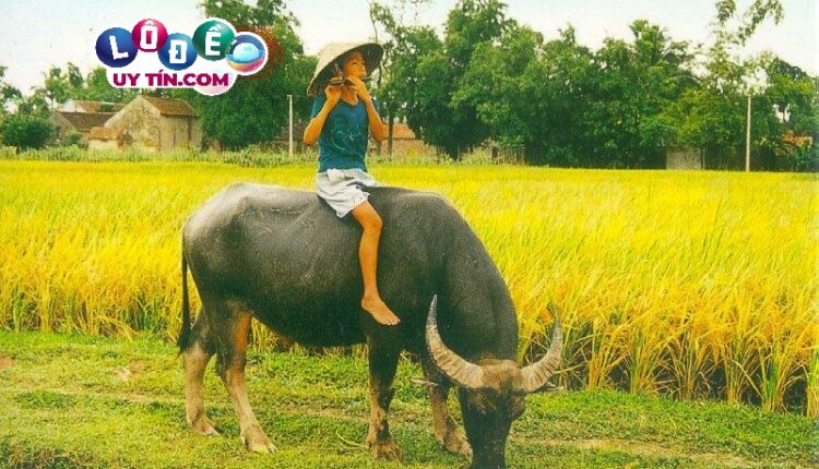 Nằm mơ về quê đánh con gì, là điềm báo gì 2