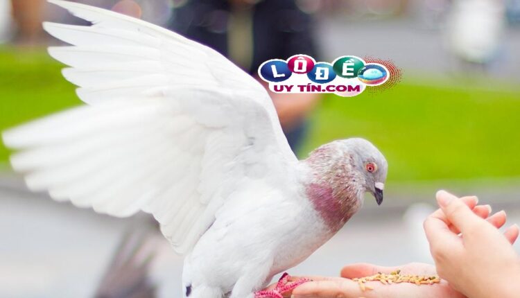 Mơ thấy chim bồ câu là điềm báo tốt hay xấu, nên đánh đề gì? 3 Mơ thấy chim bồ câu là điềm báo tốt hay xấu, nên đánh đề gì 1