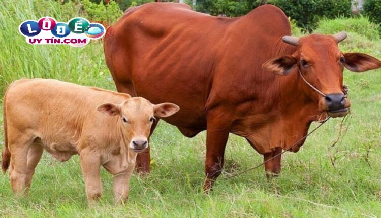 Giải mã giấc mơ thấy bò đánh con gì? Điềm báo lành hay dữ? 3 Giải mã giấc mơ thấy bò đánh con gì? Điềm báo lành hay dữ 1