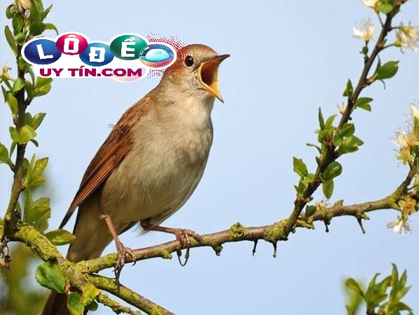 Mơ thấy chim sẻ đánh con gì? Ý nghĩa giấc mơ thấy chim sẻ 1