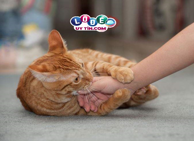 Mơ thấy mèo cắn có ý nghĩa gì, đánh con gì may mắn