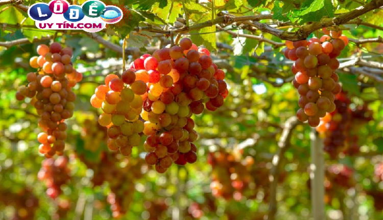 Chiêm bao mơ thấy quả nho đánh số gì? Phân tích ý nghĩa