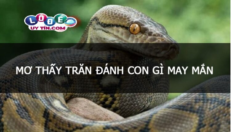 Mơ thấy con trăn đánh số gì? Điềm báo mơ thấy trăn 3 Mơ thấy con trăn đánh số gì? Điềm báo mơ thấy trăn 1