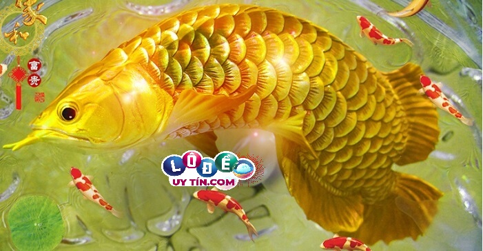 Mơ thấy cá vàng có ý nghĩa gì, đánh con gì 1