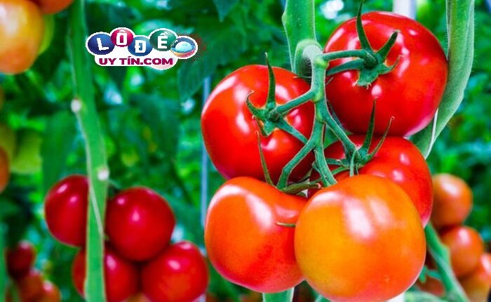 Giải mã mơ thấy quả cà chua là điềm báo gì trong sổ mơ