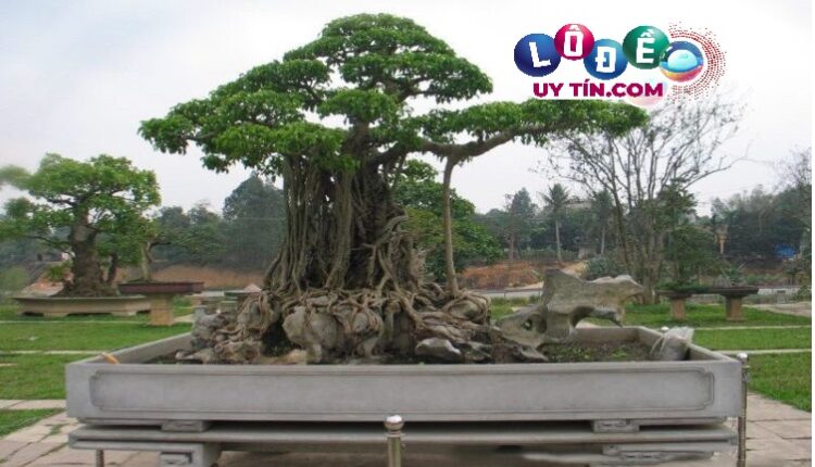 Giải mã nằm mơ thấy cây cảnh là điềm báo gì 2