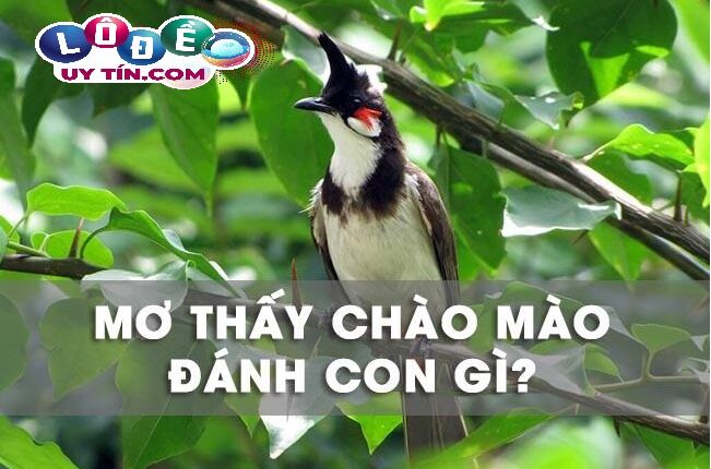 Mơ thấy chim chào mào là điềm báo gì? Nên đánh đề con gì