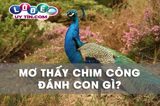 Nằm mơ thấy chim công là tốt hay xấu? Đánh con gì chuẩn nhất 3 Nằm mơ thấy chim công là tốt hay xấu? Đánh con gì chuẩn nhất 1