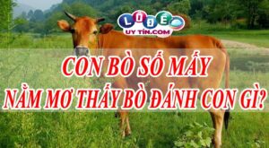 Giải mã giấc mơ thấy bò đánh con gì? Điềm báo lành hay dữ?