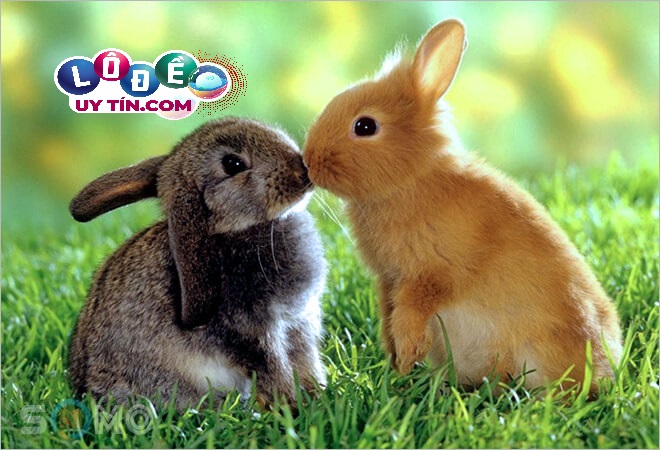 Chiêm bao mơ thấy thỏ báo hiệu điều gì? Bật mí bí ẩn đáng sợ 3 Chiêm bao mơ thấy thỏ báo hiệu điều gì