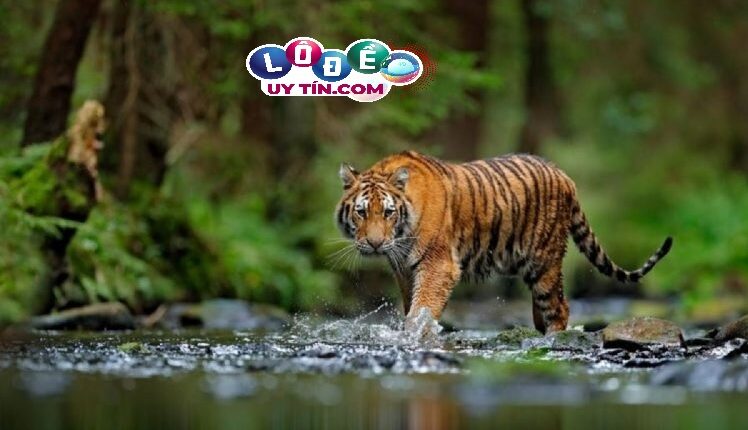 Nằm mơ thấy con hổ có ý nghĩa gì, nên đánh con gì? 3 Nằm mơ thấy con hổ có ý nghĩa gì, nên đánh con gì 2