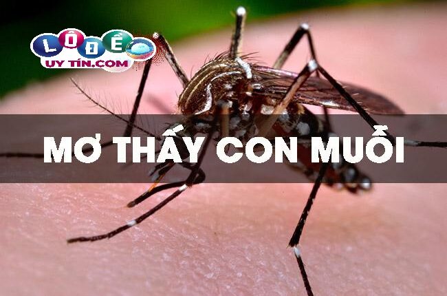 Chiêm bao mơ thấy con muỗi đánh con gì? Con số may mắn nhất 3 Chiêm bao mơ thấy con muỗi đánh con gì 1