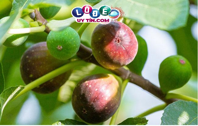 Mơ thấy quả sung là điềm báo gì, đánh số gì chuẩn 1