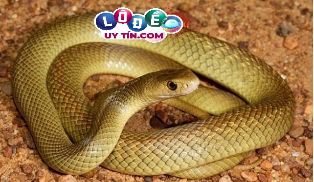 Mơ thấy 2 con rắn, 3 con rắn đánh số đề theo sổ mơ dân gian