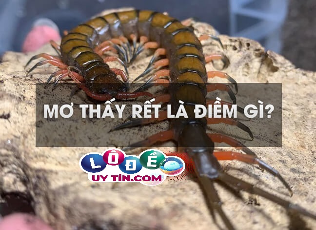 Nằm mơ thấy rết cắn là điềm gì? Đánh con số nào? 2 Nằm mơ thấy rết cắn là điềm gì? Đánh con số nào