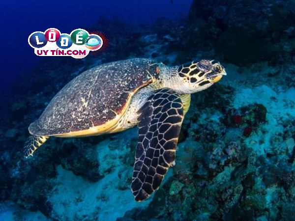 Nằm mơ thấy ba ba tốt hay xấu, đánh số mấy? 2 Nằm mơ thấy ba ba tốt hay xấu, đánh số mấy
