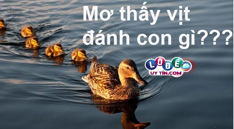 Mơ thấy vịt đánh con gì, số nào dễ trúng nhất 