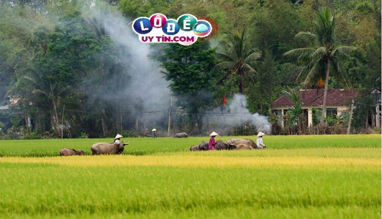 Nằm mơ về quê đánh con gì, là điềm báo gì 1