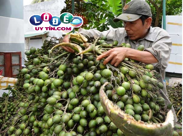 Mơ thấy quả cau đánh con gì dễ ăn? Giải mã giấc mơ