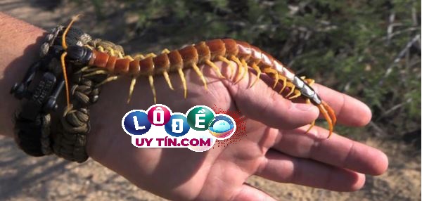 Nằm mơ thấy rết cắn là điềm gì? Đánh con số nào? 3 Nằm mơ thấy rết cắn là điềm gì 1