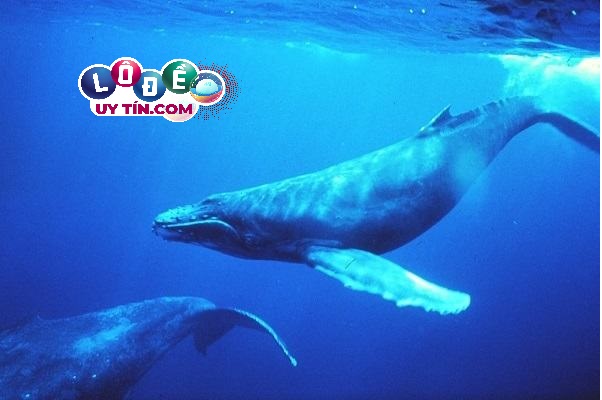 Mơ thấy cá voi đánh lô đề con gì số mấy, là báo điềm gì? 2 Mơ thấy cá voi đánh lô đề con gì số mấy, là báo điềm gì
