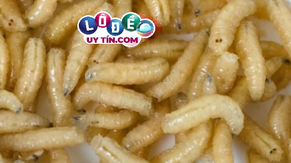 Nằm mơ thấy dòi có ý nghĩa gì? Điềm báo về con số chính xác 3 Nằm mơ thấy dòi có ý nghĩa gì? Điềm báo về con số chính xác 1