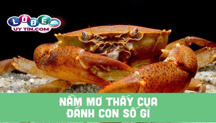 Nằm mơ thấy cua đánh con gì? Ý nghĩa chiêm bao thấy con cua 1