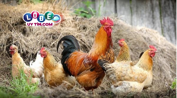 Chiêm bao mơ thấy gà có ý nghĩa gì, đánh số bao nhiêu