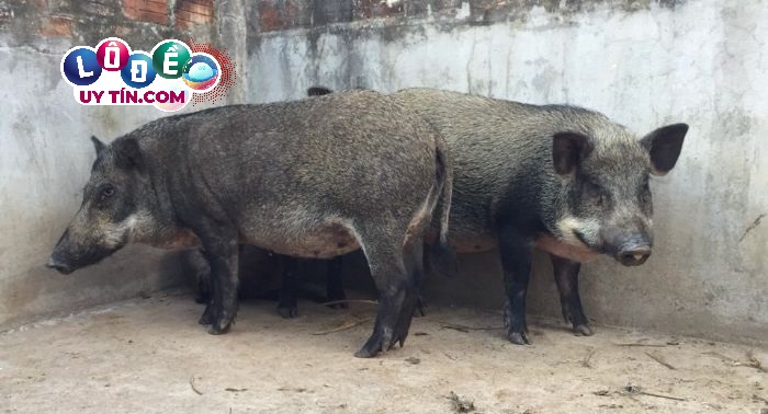 Mơ thấy lợn rừng đánh đề con gì, điềm báo gì