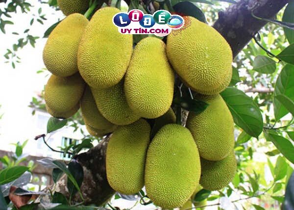 Chiêm bao mơ thấy quả mít có ý nghĩa gì? Đánh số gì rực rỡ? 2 Chiêm bao mơ thấy quả mít có ý nghĩa gì