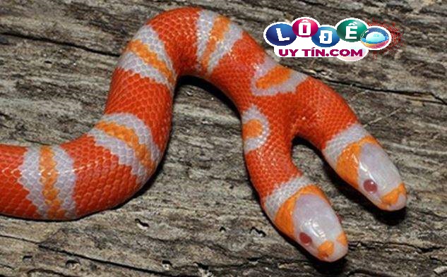 Nằm mơ thấy rắn 2 đầu đánh con gì, giải mã ý nghĩa 3 Nằm mơ thấy rắn 2 đầu đánh con gì, giải mã ý nghĩa 2