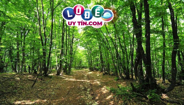 mơ thấy rừng cây là điềm gì