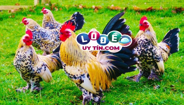 Nằm mơ thấy gà trống là điềm gì, đánh con gì trúng lớn