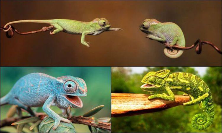 Mơ thấy tắc kè đánh con gì dễ ăn - Giải mã giấc mơ 1