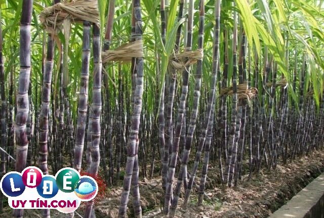 Nằm mơ thấy cây mía là điềm báo gì, đánh con gì