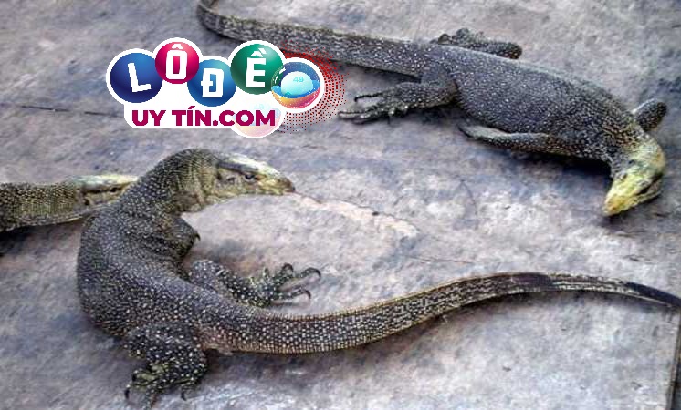 Mơ thấy kỳ đà là điềm báo gì? Đánh số nào dễ ăn? 3 Mơ thấy kỳ đà là điềm báo gì? Đánh số nào dễ ăn 1