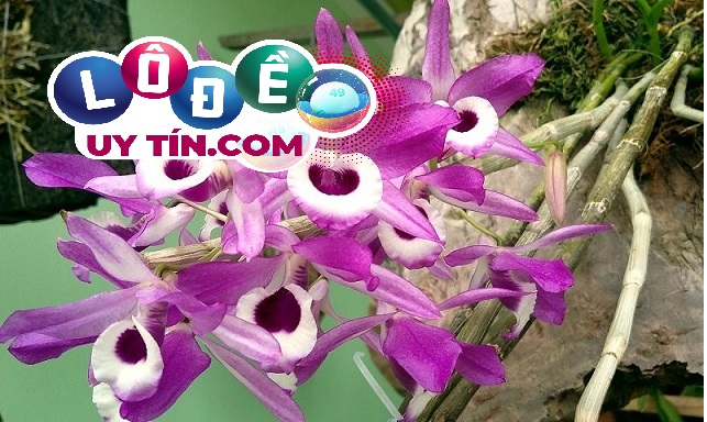 Mơ thấy hoa lan là điềm gì, đánh con số gì dễ trúng? 3 Mơ thấy hoa lan là điềm gì, đánh con số gì dễ trúng 1